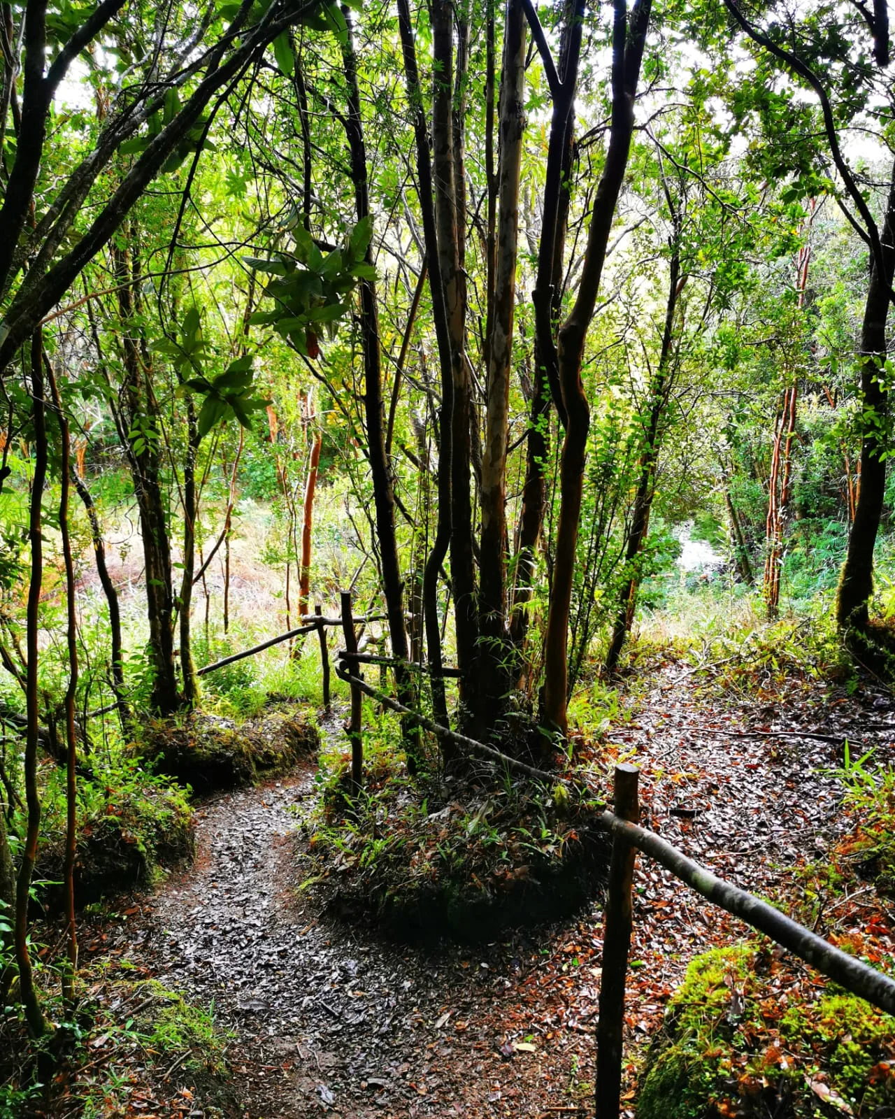 Sendero entre árboles
